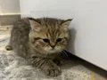 British Longhair 1 buçuk aylık 