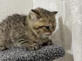 British Longhair 1 buçuk aylık 