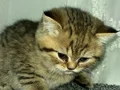 British Longhair 1 buçuk aylık 