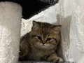 British Longhair 1 buçuk aylık 