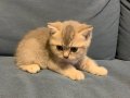 BRİTİSH SHORTHAİR gri ve krem ÇOK GÜZEL bebek 