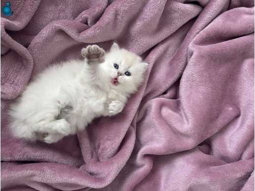 Safkan Anne Babadan Sosyal Eğitimli Scottish Fold Yavruları