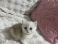 Güzel kedilerime güzel yuva