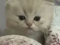 Güzel kedilerime güzel yuva