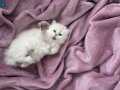 Safkan Anne Babadan Sosyal Eğitimli Scottish Fold Yavruları