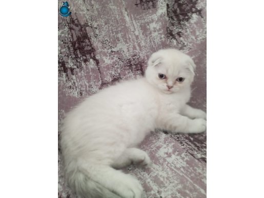 British shorthair ve Scottish fold yavrular