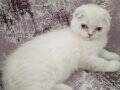 British shorthair ve Scottish fold yavrular