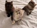 Tr’nin tek Dark Chocolate British Longhair i ve kardeşleri