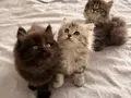 Tr’nin tek Dark Chocolate British Longhair i ve kardeşleri
