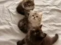 Tr’nin tek Dark Chocolate British Longhair i ve kardeşleri