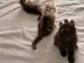 Tr’nin tek Dark Chocolate British Longhair i ve kardeşleri