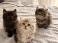 Tr’nin tek Dark Chocolate British Longhair i ve kardeşleri