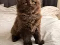 Tr’nin tek Dark Chocolate British Longhair i ve kardeşleri