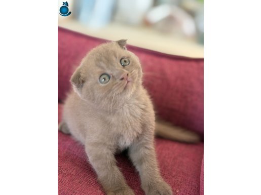 Safkan Scottish Fold & British Shorthair Miniklerimiz
