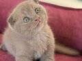 Safkan Scottish Fold & British Shorthair Miniklerimiz