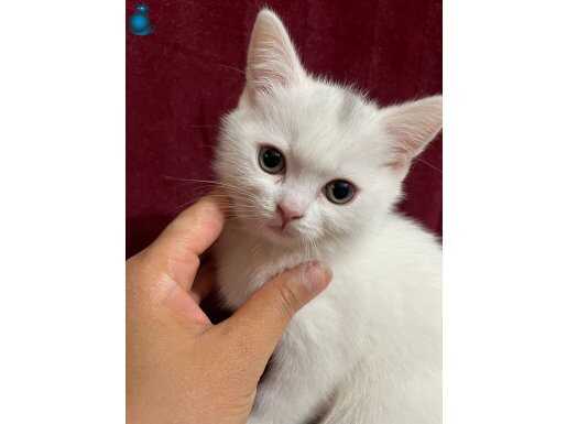 Minik Pati 2aylık