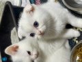2aylık kedi