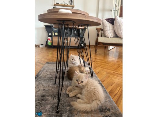 British Shorthair_Longhair yavrularıma ömürlük yuva