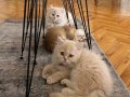 British Shorthair_Longhair yavrularıma ömürlük yuva