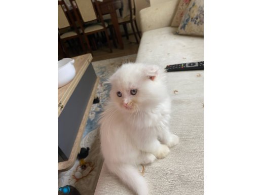 BRİTİSH LONGHAİR DİK KULAK SON PRENSESİM 