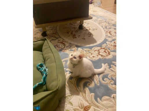 British Shorthair Güzeller Güzeli Bebeklerim