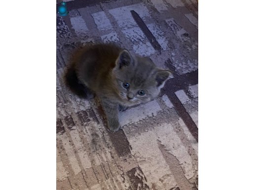 British Shorthair Prensesim