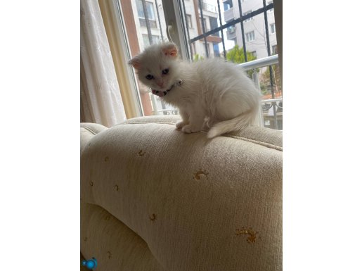 Biritish Shorthair Kırık Kulak BLUEPOİNT Oğlum