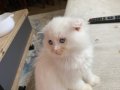 BRİTİSH LONGHAİR DİK KULAK SON PRENSESİM 