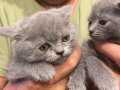 British Shorthair Son 2 Yavrum