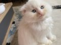 BRİTİSH LONGHAİR MAVİŞ GÖZLÜ BEBEKLERİM