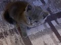 British Shorthair Prensesim