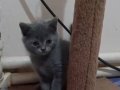 British Shorthair Son Kalan Kızım