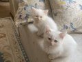 BRİTİSH LONGHAİR BLUEPOİNT YARAMAZ YABRULARIM