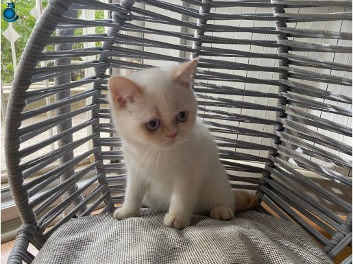 ANKARA İÇİ ÜCRETSİZ YAVRU KEDİ RED POİNT (SEVİMLİ, SAKİN)
