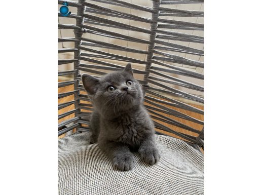 ANKARA İÇİ ÜCRETSİZ BEBEK KEDİ SEVİMLİ,SAKİN(AÇIKLAMAYA BKN)
