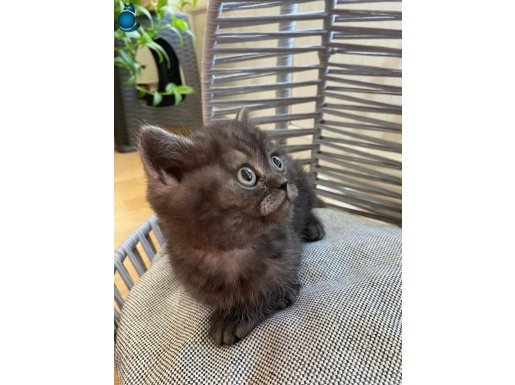 AKILLI , SEVECEN , OYUNCU BEBEK KEDİŞ