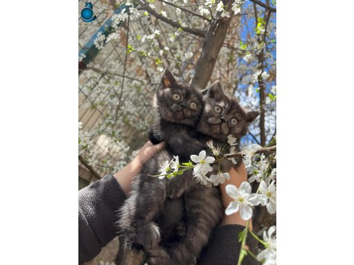 ANKARA İÇİ ÜCRETSİZ YAVRU KEDİ(SEVİMLİ,SAKİN)AÇIKLMY BKNZ