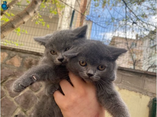 BEBEK BRİTİSH SHORTHAİR YUMUŞACIK TÜYLÜ,SEVİMLİ,OYUNCU