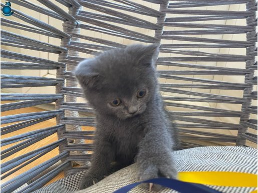 BAYRAM ŞEKERİ BEBEK KEDİŞ 