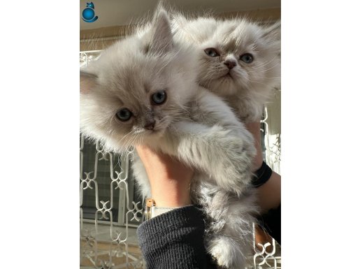 ANKARA İÇİ ÜCRETSİZ BEBEK KEDİŞ UYSAL SEVİMLİ CANA YAKIN 