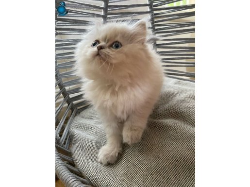 OYUNCU,TATLI,MİNİK BRİTİSH BEBEK KEDİŞ