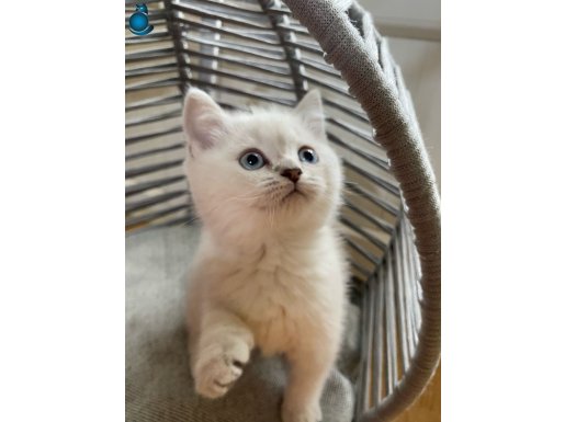 BRİTİSH SHORTHAİR KAR BEYAZI MİNİK BEBEK KEDİŞŞ