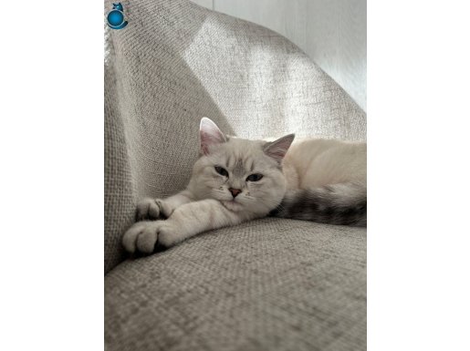 AŞILARI TAM 6 AYLIK DİŞİ BRİTİH BLUE POİNT ÜCRETSİZ YUVA ARY