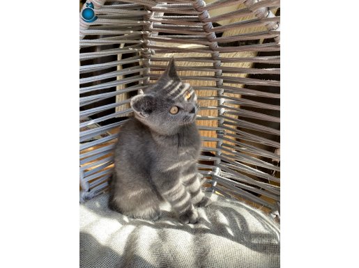 BRİTİSH PAMUK ŞEKERİ ÜCRETSİZ , OYUNCU AKILLI BEBEK KEDİŞ