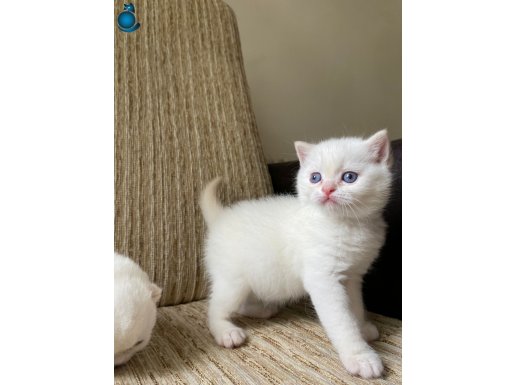 ANKARA İÇİ ÜCRETSİZ BEBEK KEDİŞ BRİTİH RED POİNT UYSAL SEVML
