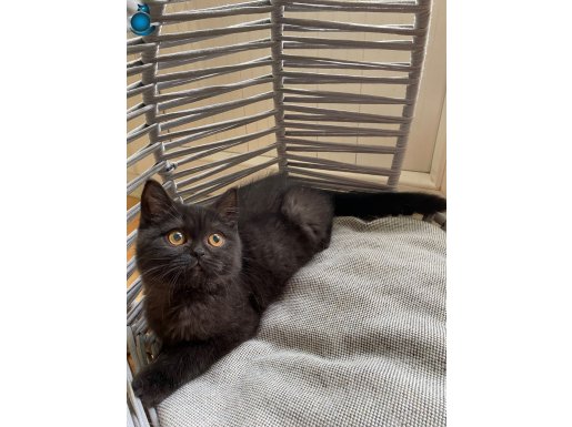 CHOCALATE BRİTİSH ÜCRETİZ BEBEK KEDİŞ 