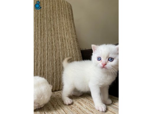 ÜCRETSİZ BRİTİSH RED POİNT BEBEK KEDİŞ