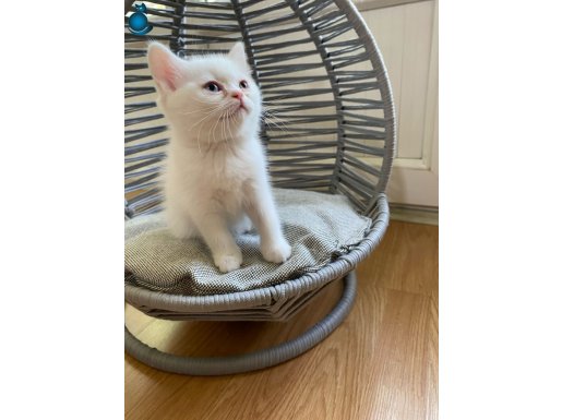 KAR BEYAZI GÜZEL GÖZLÜ SEVECEN BRİTİSH BEBEK KEDİŞ (UYSAL )