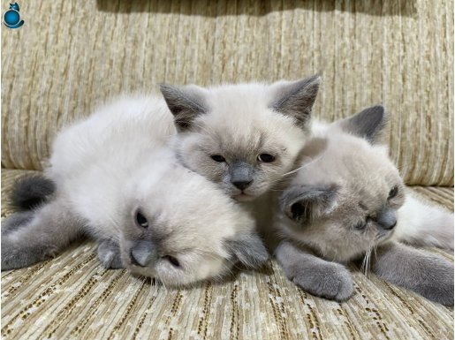 BRİTİSH SHORTHAİR BLUE POİNT BEBEK KARDEŞ KEDİŞLER 
