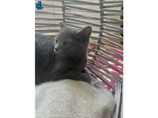 ANKARA İÇİ ÜCRETSİZ YAVRU KEDİŞ , AKILLI,USLUSAĞLIKLI,EĞİTML